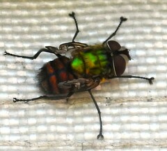 Chrysorutilia