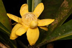 Zygogynum stipitatum