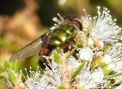 Chrysorutilia