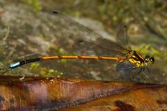 Eoargiolestes ochraceus