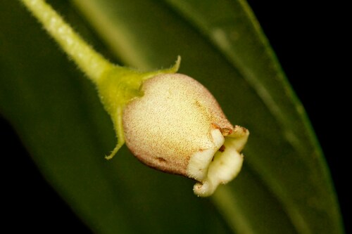 Depanthus pubescens