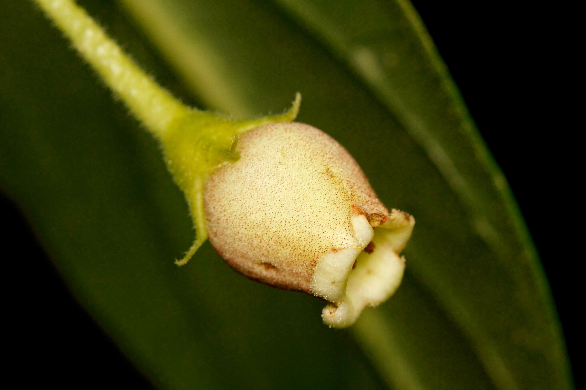 Depanthus pubescens