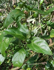 Gynochthodes jasminoides