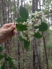 Pomaderris hamiltonii