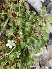 Geranium brevicaule