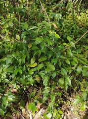 Gynochthodes jasminoides