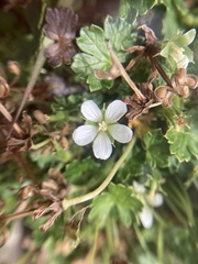 Geranium brevicaule