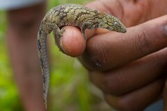 Eurydactylodes agricolae