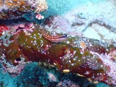 Ecsenius australianus