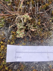 Veronica pinguifolia