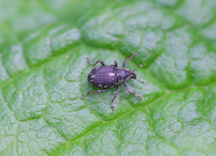 Rhinoncus perpendicularis