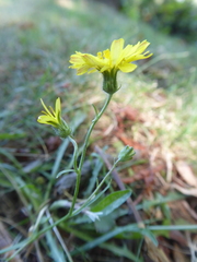 Crepis