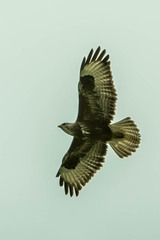 Buteo trizonatus