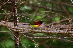 Aethopyga gouldiae