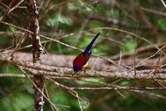 Aethopyga gouldiae