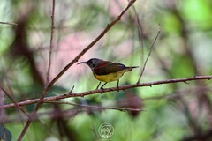 Aethopyga gouldiae