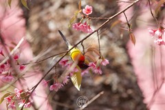 Aethopyga gouldiae