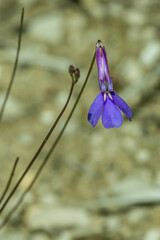 Lobelia tomentosa