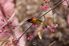 Aethopyga gouldiae