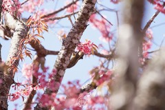 Tamiops mcclellandii