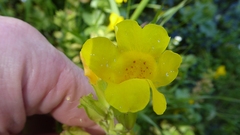 Erythranthe guttata