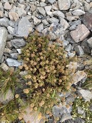 Acaena glabra