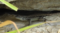 Sceloporus parvus