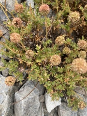 Acaena glabra