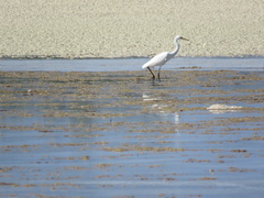 Ardea intermedia