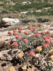Eriogonum kingii