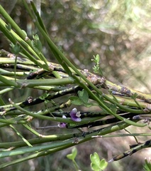 Carmichaelia australis