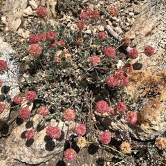 Eriogonum kingii