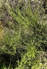 Carmichaelia australis