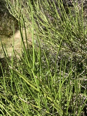 Carmichaelia australis