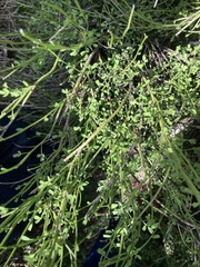 Carmichaelia australis