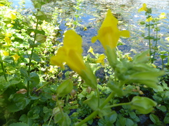 Erythranthe guttata