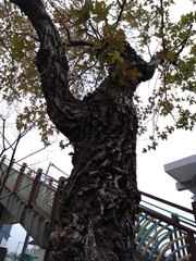 Liquidambar formosana