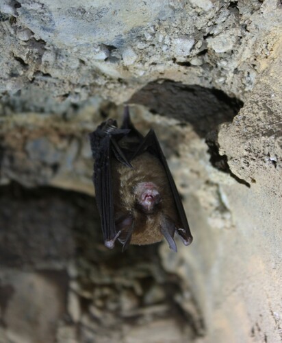 Formosan Lesser Horseshoe Bat