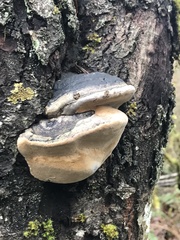 Phellinus