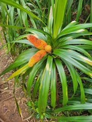 Freycinetia arborea
