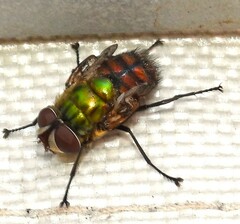 Chrysorutilia
