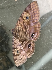 Speiredonia spectans