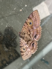 Speiredonia spectans