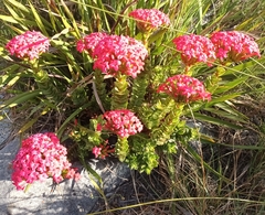Crassula coccinea