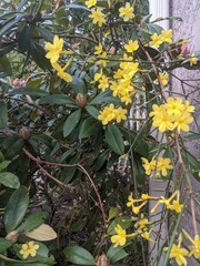 Jasminum nudiflorum