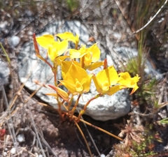 Disa tenuifolia