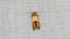 Stathmopoda callichrysa