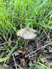Entoloma vernum