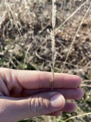 Eriochloa sericea