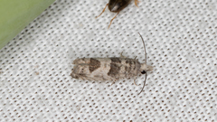 Spilonota constrictana